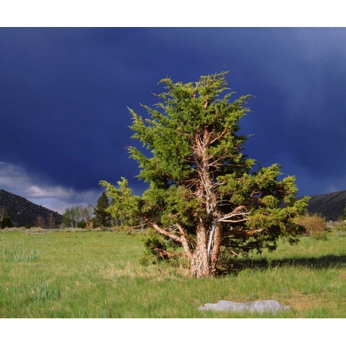 CA, Sierra Nevada Juniper trees and storm clouds